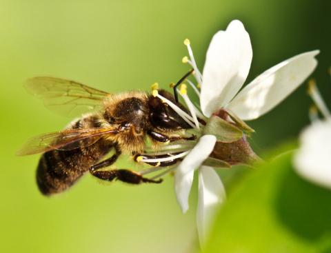 Бджоли показали вченим, що їм подобається полуниця Рис.1