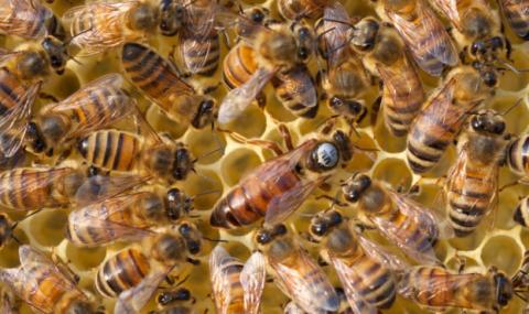 Бджолярі зможуть отримати дотації на бджолосім’ї Рис.1