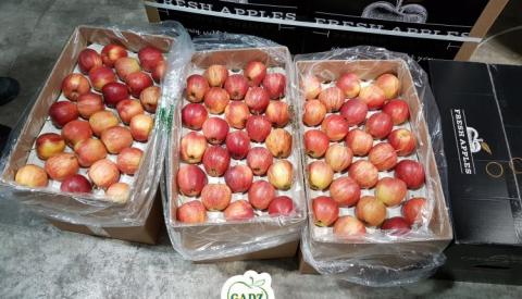 Фермери Тернопільщини експортують яблука до 18 країн світу Рис.1