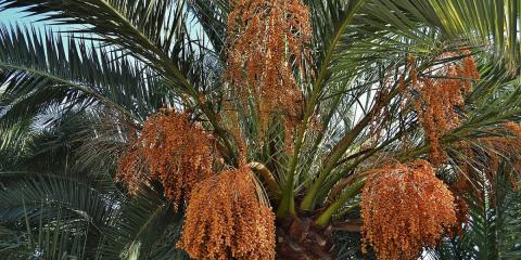 Іудейські фінікові пальми виросли з насіння віком 2000 років Рис.1