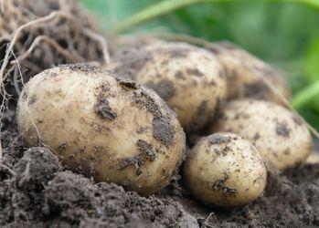 Компанія Bejo вивела перший гібрид картоплі, що розмножується насінням Рис.1