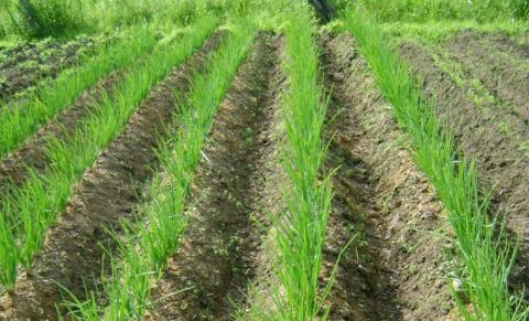 Китайський метод вирощування цибулі подвоїть урожай Рис.1