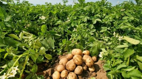 Посадковий матеріал ранньої картоплі подорожчає на 30-40% Рис.1