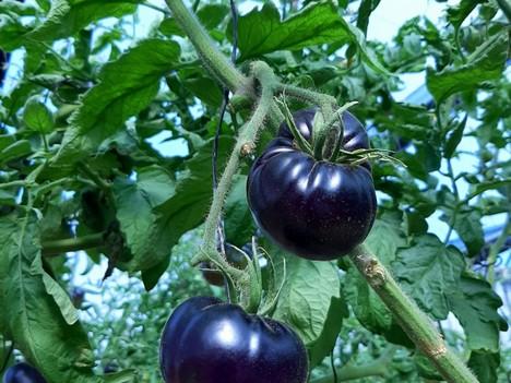 Росте попит на фіолетові органічні томати Рис.1