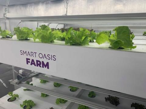 Smart Oasis Farm та університет НУБіПУ розвиватимуть технології вертикальних ферм в Україні Рис.1