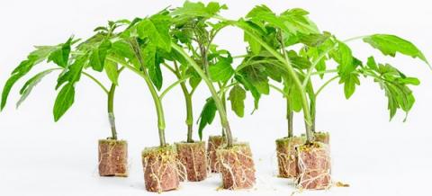 Створено новий біодеградуючий субстрат для вирощування сіянців і розсади Рис.1
