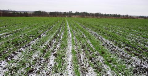 Синоптики віщують аграріям весняну посуху на полях Рис.1
