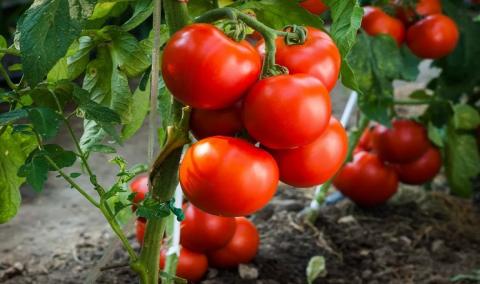 Вчені дослідили вплив біопрепаратів на урожайність томатів Рис.1