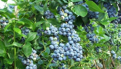 Вчені об'єднуються для поліпшення плодів лохини та журавлини Рис.1