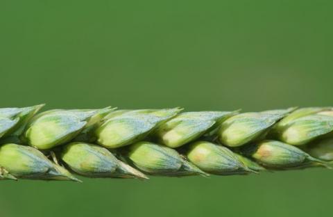 Вчені Татарстану вивели новий сорт пшениці Рис.1