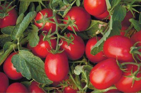 Червоні і сині затінюючі сітки впливають на зростання томатів Рис.1