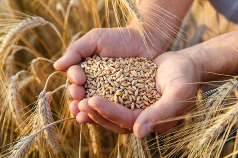Ціни на пшеницю зросли через попит переробних підприємств Рис.1