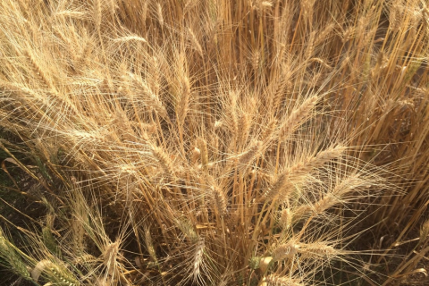 Дослідники розробили нову технологію скринінгу пшениці на стресостійкість Рис.1