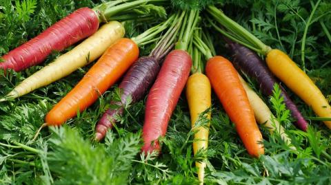 Ізраїльську різнокольорову моркву постачають в США та ЄС Рис.1