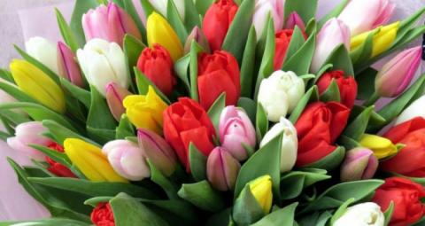 Квітковий бізнес: харків’янин вирощує тюльпани в квартирі Рис.1