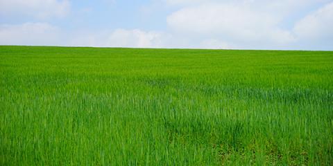 Науковець розказав, як підвищити продуктивність пшениці Рис.1