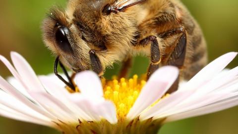 Пестициди викликають ненормальний ріст мозку у бджіл Рис.1