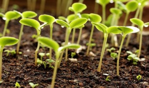 Протруювання насіння – обов’язковий елемент системи захисту у сезоні – 2020 Рис.1
