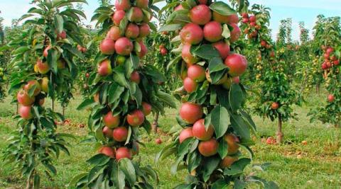 Сади яблуні на основі сортів-колон родитимуть рекордні урожаї Рис.1