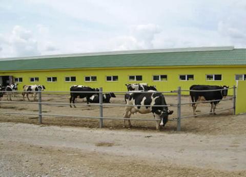 Сімейним молочним фермам держава планує компенсувати 5 тис. грн за кожну молочну корову Рис.1
