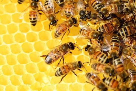Стало відомо, як влада підтримуватиме галузі бджільництва в Україні Рис.1