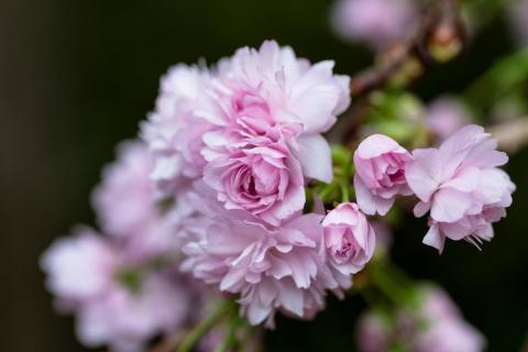 У Токіо оголошено початок сезону цвітіння сакури Рис.1