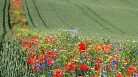 У Європі фермери використовують квіти для боротьби зі шкідниками Рис.1