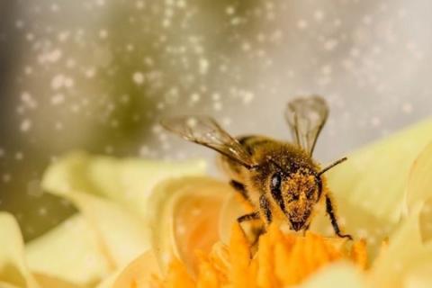 Запилення дикими бджолами підвищує урожайність люцерни в 6 разів Рис.1