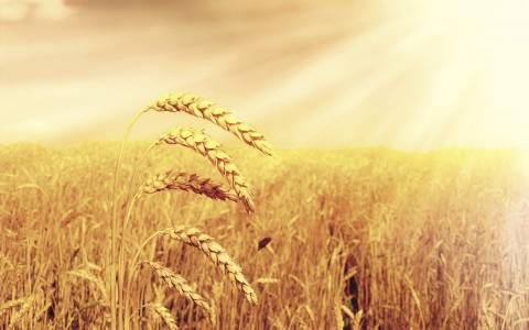 Зернова асоціація і Мінекономіки узгодили Меморандум щодо експорту пшениці Рис.1