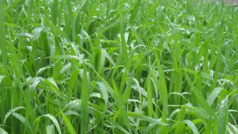 Експерти ALFA Smart Agro розповіли про допомогу у відновленні озимих навесні Рис.1