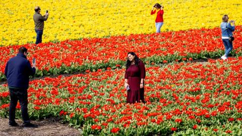 Фермери Нідерландів скошують поля тюльпанів, аби відвадити туристів Рис.1