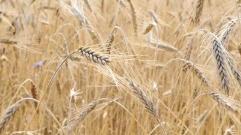 МЕРТ підписало меморандум про обмеження експорту зернових Рис.1