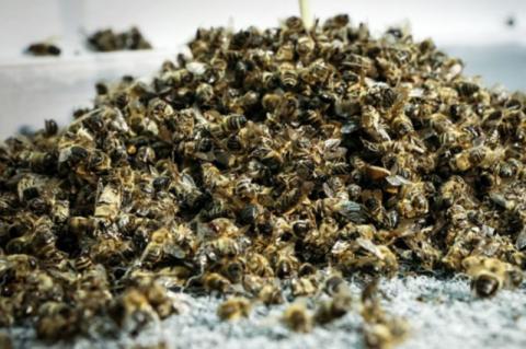 На Кіровоградщині загинуло понад 2 млн бджіл Рис.1