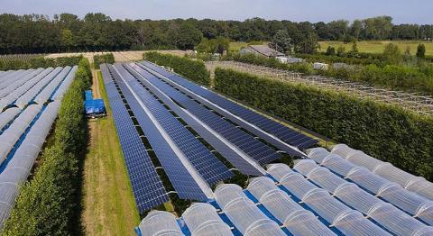 На плантації малини в Нідерландах замінили тунелі напівпрозорими сонячними батареями Рис.1