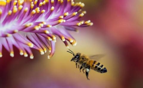 Науковці використовуватимуть бджіл для доставки біологічних ЗЗР Рис.1