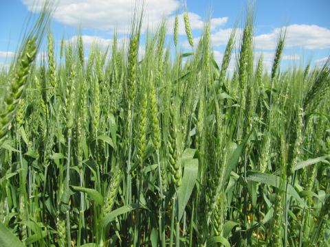 Найстійкішими до весняних морозів виявилися сорти озимої пшениці української селекції Рис.1