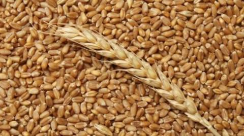 ПАТ «Аграрний фонд» збільшує обсяги закупівель зерна для забезпечення продовольчої безпеки Рис.1