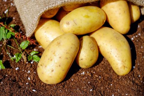 У новому сезоні ринок картоплі в Україні буде знову залежним від селян Рис.1