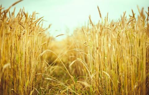Вчені винайшли агротехнологію отримання шести врожаїв пшениці на рік Рис.1