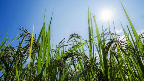 Вченим вдалось на 20% збільшити врожайність трансгенного посухостійкого рису Рис.1
