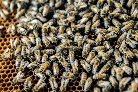 Вірусна інфекція змушує бджіл практикувати «соціальне дистанціювання» Рис.1