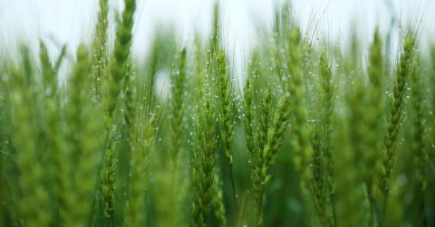 Аграріям розповіли, які обрати оптимальний фунгіцид для захисту зернових Рис.1