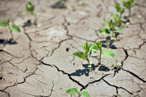 Аграріям виділять по 4-4,5 тис. грн/га, які постраждали від посухи – МЕРТ Рис.1
