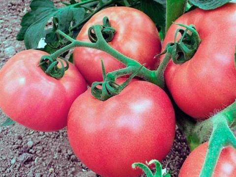 Класична музика прискорює ріст і розвиток томатів на 25% — вчені Рис.1