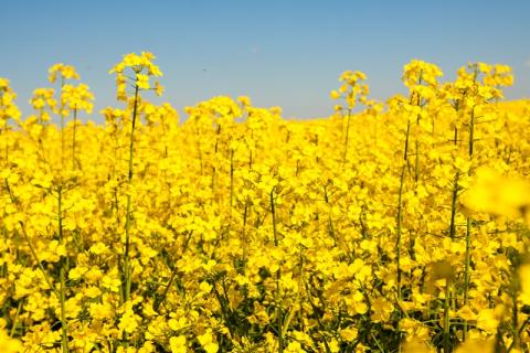 Компанія BASF презентувала оновлену політику продажів насіння озимого ріпаку Рис.1