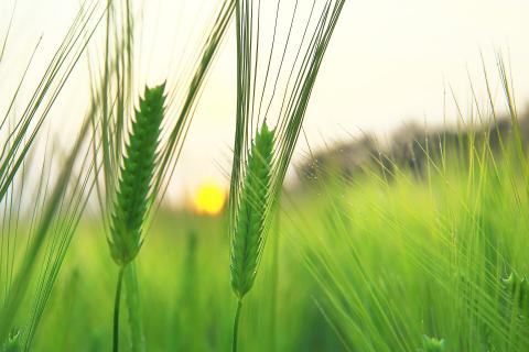 Компенсації за втрату посівів через посуху вистачить для покриття витрат — Висоцький Рис.1