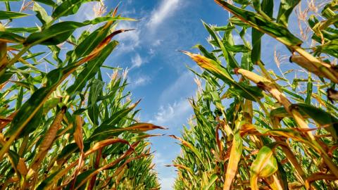 KWS виводить на ринок України три нових бренди кукурудзи Рис.1