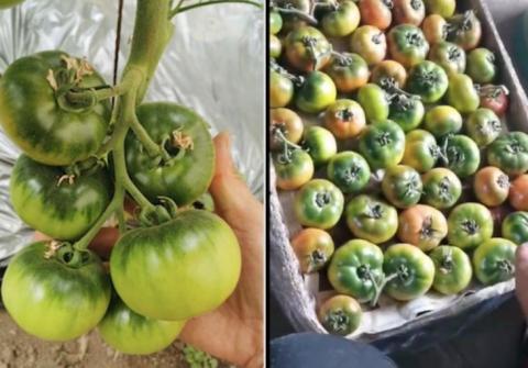 Китайські томатоводи масово вирощують зелені помідори Рис.1