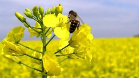 Масштаби вражають: пасічники скаржаться на мор бджіл через агрохімікати Рис.1