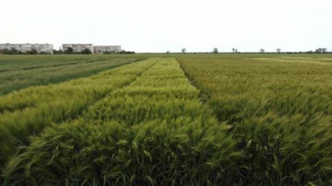 На Півдні України науковці моніторять посіви зернових для коригування технологій їх вирощування Рис.1